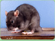 rat control Romiley