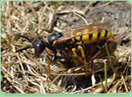 wasp control Romiley